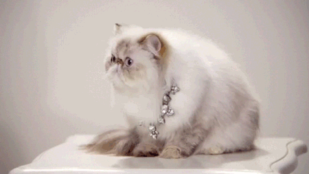 şaşıran kedi