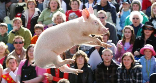 AUSTRALIA-OFFBEAT-PIG-RACING-DIVING