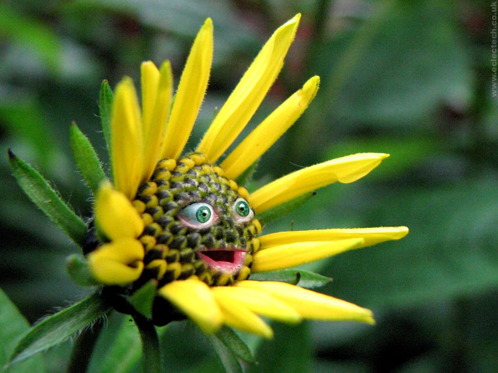 ig-nobel-odulleri-award-happy-plant-mutlu-bitki