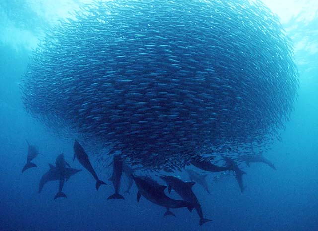 ig-nobel-odulleri-award-sardine-sardalya-yellenme