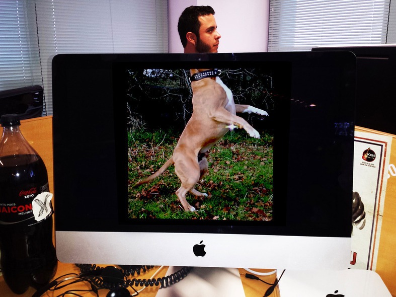 ronan-desk-dog