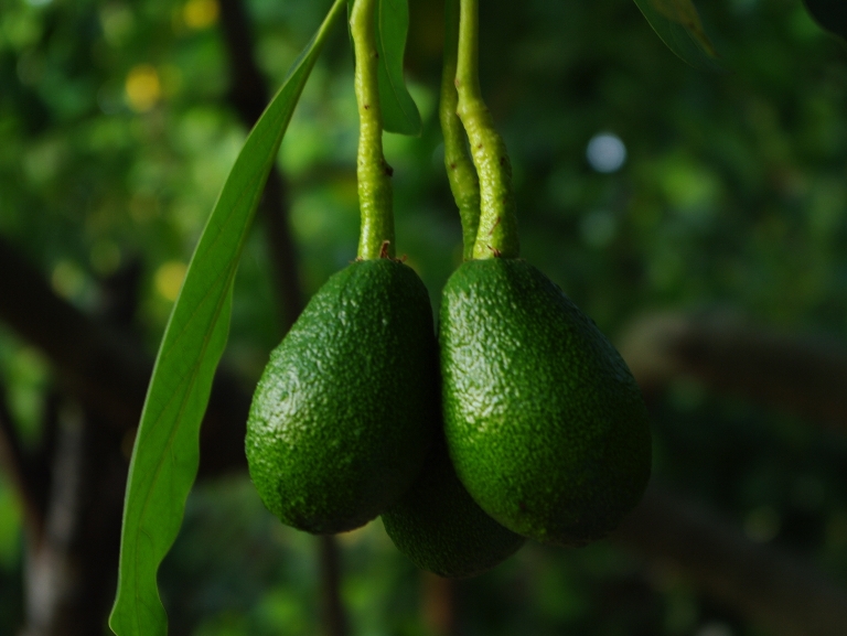 sahurda-yenmesi-gerekenler-avakado