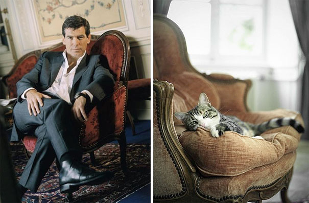 james-bond-kedi