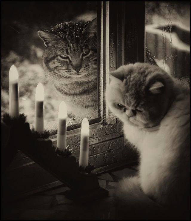 romantik-kedi