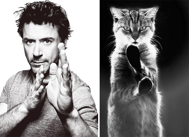 robert-downey-kedi