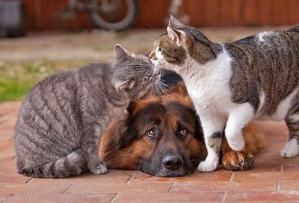 sevimli köpekler (15)