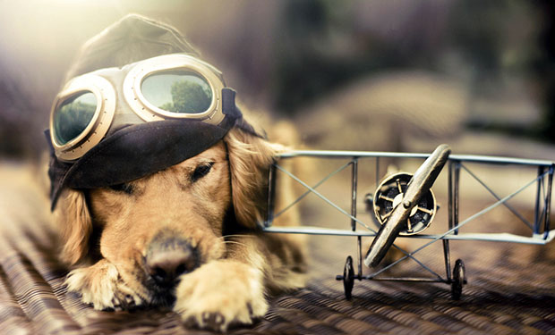 pilot-kopek