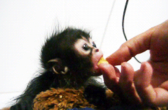 maymun-gif-yemek