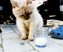 tadina-bakan-kedi