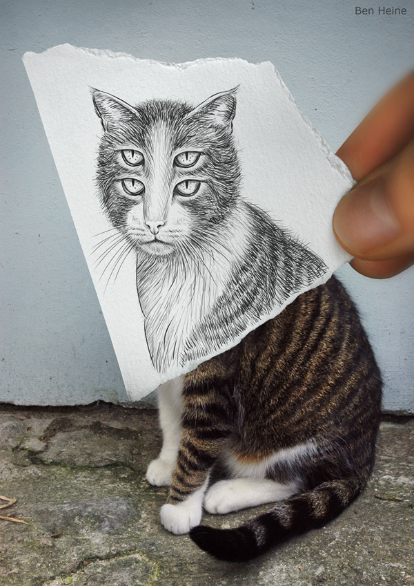 33-dort-gozlu-kedi-fotograf-kara-kalem