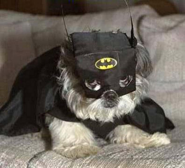 ben-affleckden-daha-iyi-batman-kedi