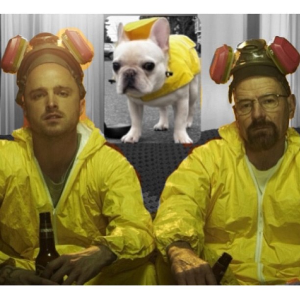 breaking bad bulldog