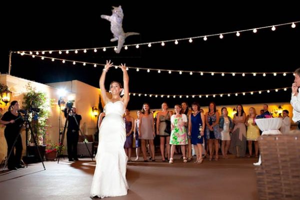 brides-kedi-firlatiyor