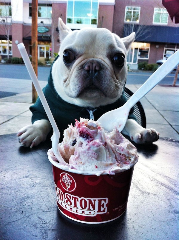 bulldog fotoğrafları