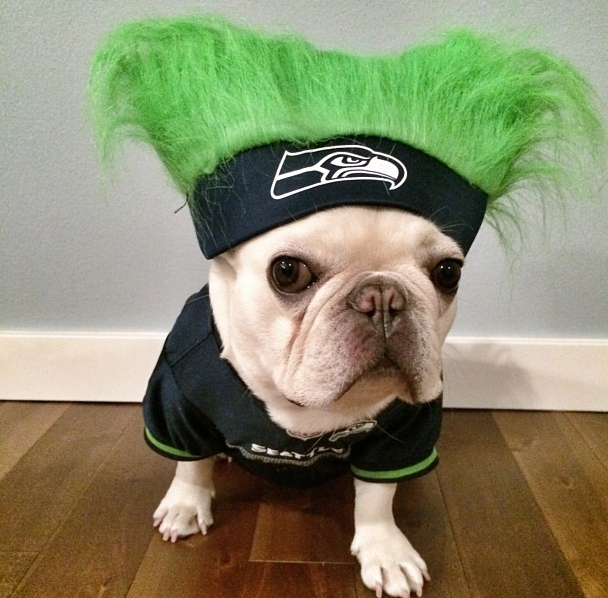 bulldog sevimli köpek
