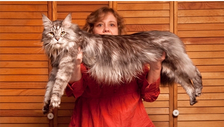 dünyanın en büyük kedisi