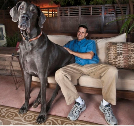 dünyanın en büyük köpeği