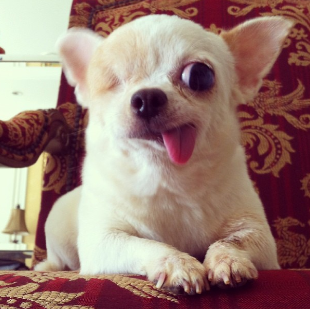 Instagram Fenomeni Dili Disarida Kopek Yogurt The Pirate Dog Listelist Com
