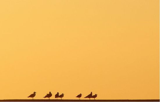 kus-surusu-fotografi-minimalist