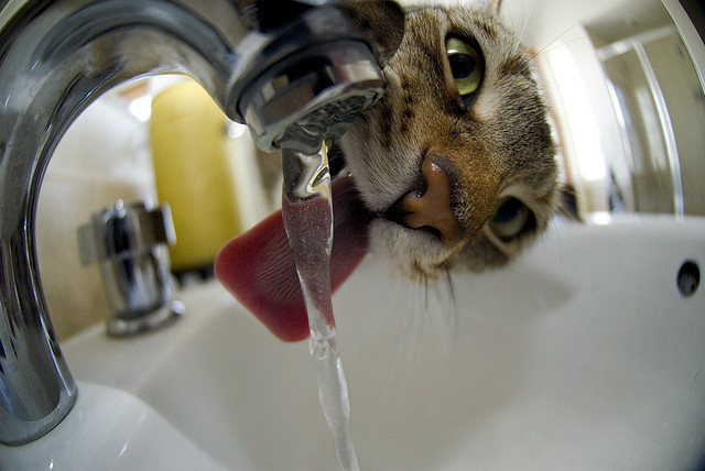 su-icen-kedi