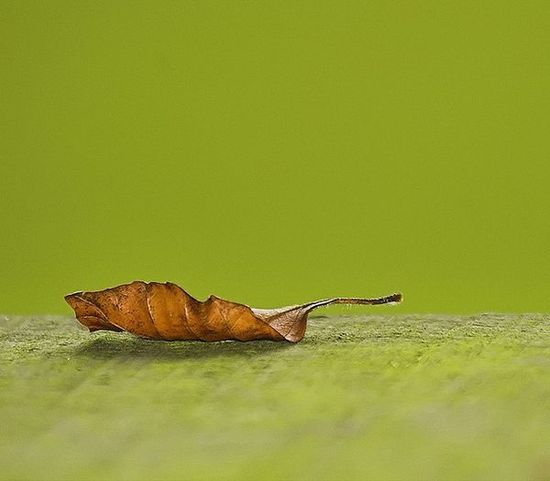 yaprak-fotografi-minimalist