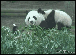 yavrusunu-savuran-anne-panda