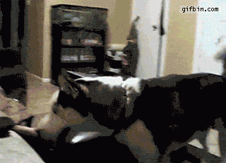 kopek-korkup-kaciyor-gif