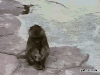 maymun-zipliyor-komik-gif