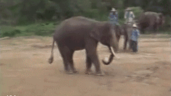 fil-like-a-boss-gif