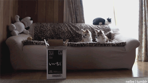 kutuya-atlayan-kedi