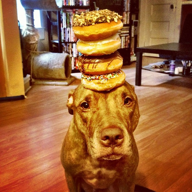 scout-donut