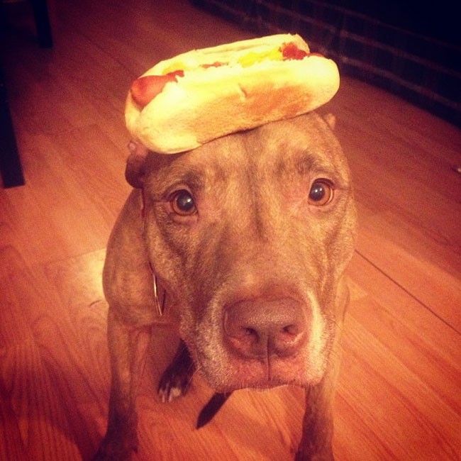 scout-hotdog