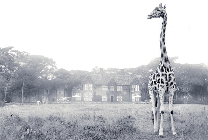 Misty morning at Giraffe Manor