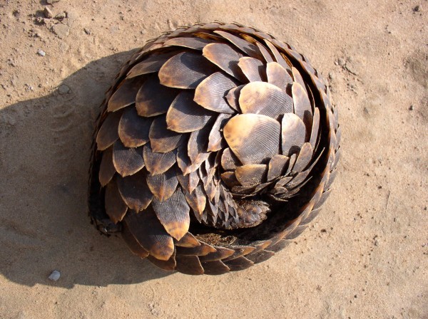 korkudan-olduren-canlilar-16