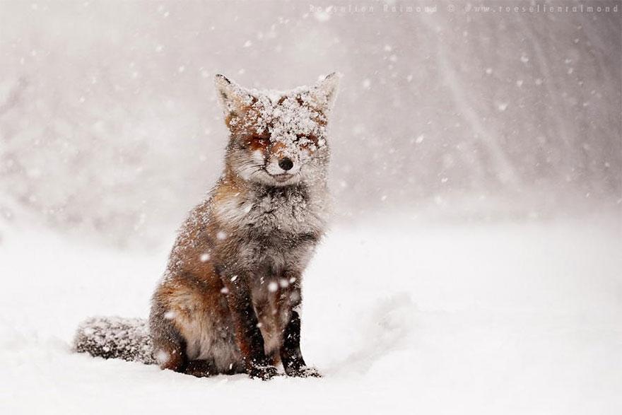 tilki-amazing-fox-photos-1