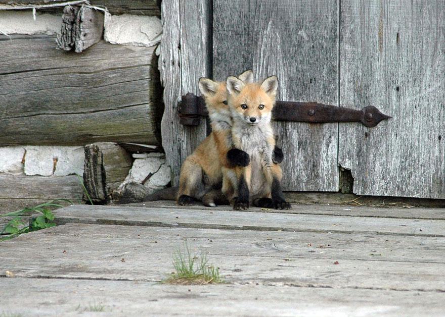 tilki-amazing-fox-photos-17