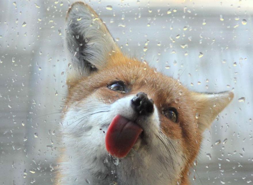 tilki-amazing-fox-photos-18