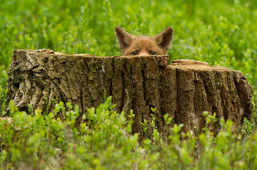 tilki-amazing-fox-photos-2
