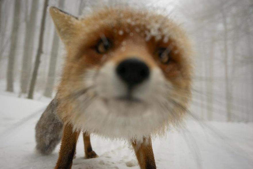 tilki-amazing-fox-photos-20-2