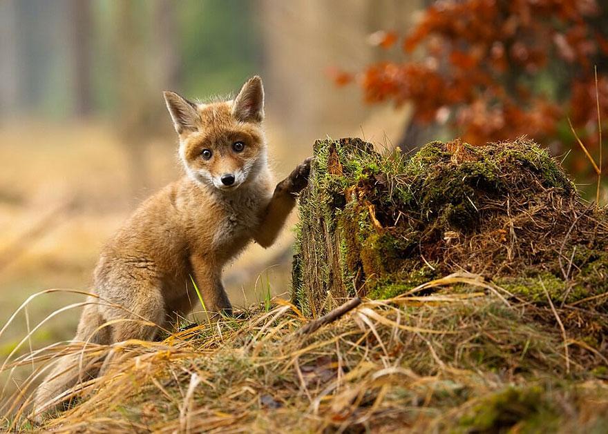 tilki-amazing-fox-photos-25