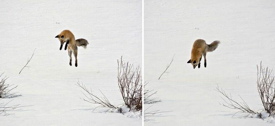 tilki-amazing-fox-photos-28-2