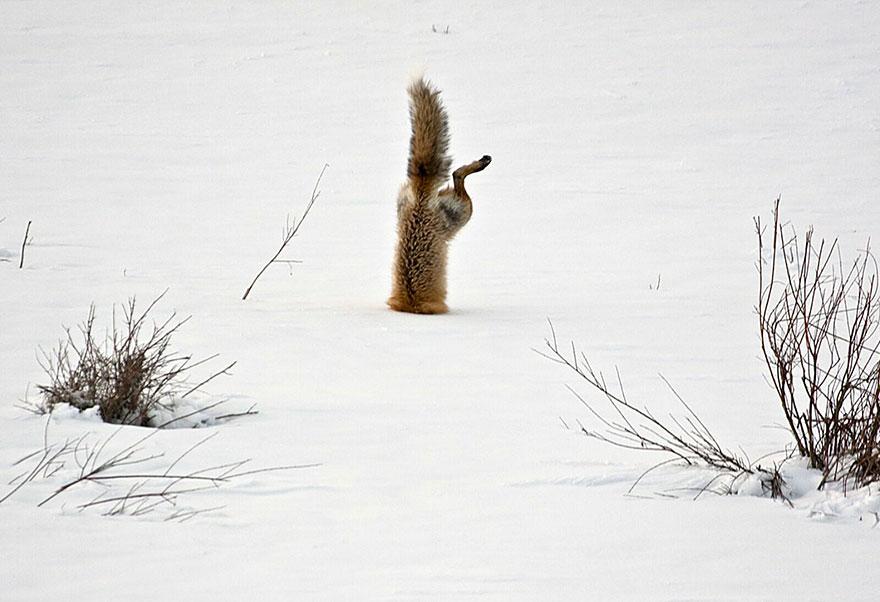 tilki-amazing-fox-photos-28
