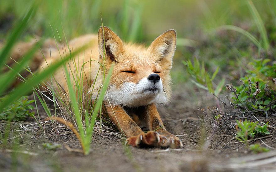 tilki-amazing-fox-photos-3