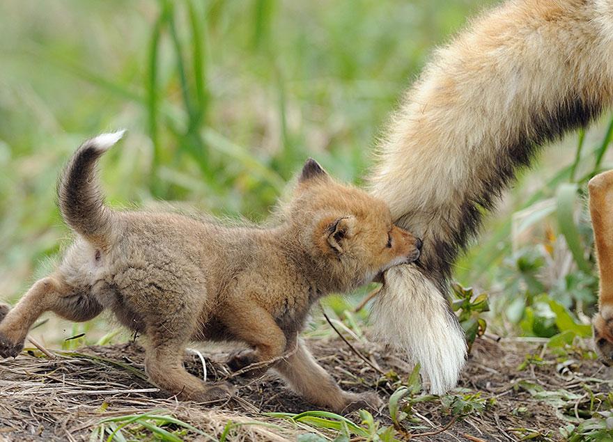 tilki-amazing-fox-photos-6