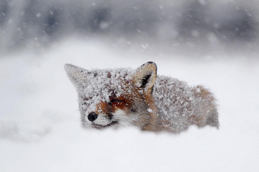 tilki-amazing-fox-photos-7