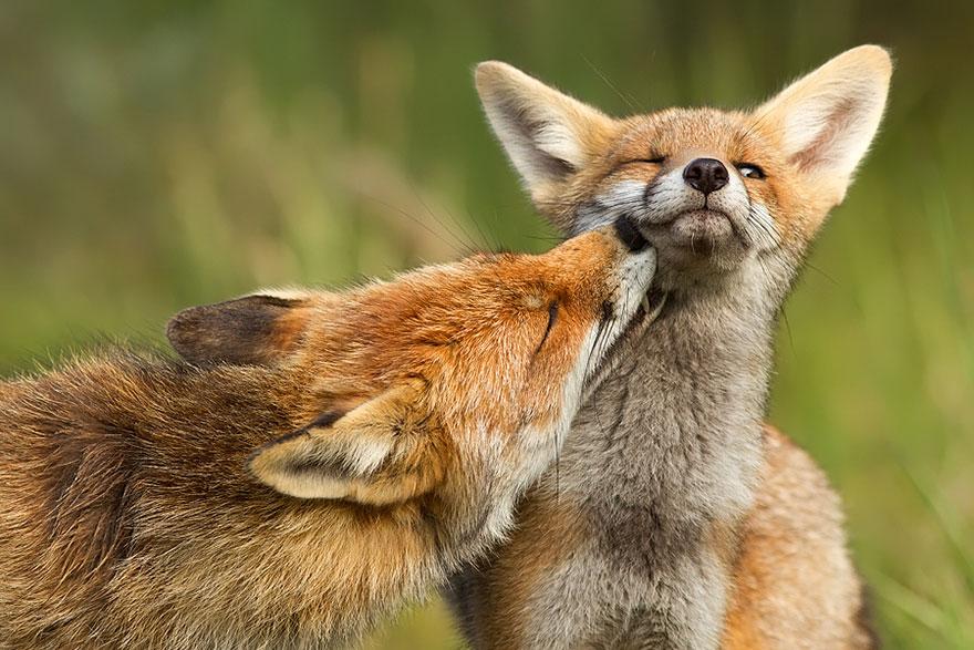 tilki-amazing-fox-photos-9