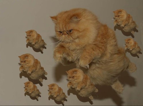 flying cat
