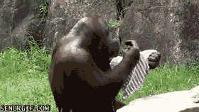 orangutan-kendini-temizliyor