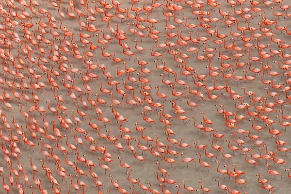 flamingo-aerial-yucatan_1600