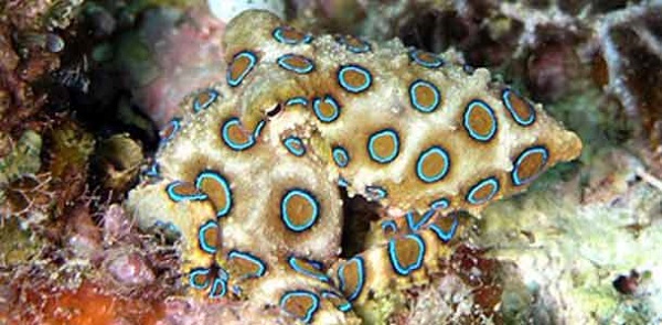 en-zehirli-hayvanlar-4